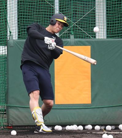 　フリー打撃で鋭い打球を飛ばす佐藤輝明（撮影・田中太一）