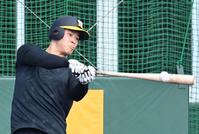 　フリー打撃に汗を流す佐藤輝