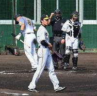 ４回、阪神・佐藤輝明（８）を空振り三振に斬る阪神・藤浪晋太郎＝宜野座（撮影・飯室逸平）