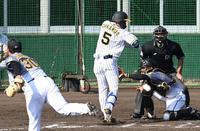 ７回、阪神・佐藤蓮から死球を受ける阪神・近本光司＝宜野座（撮影・飯室逸平）