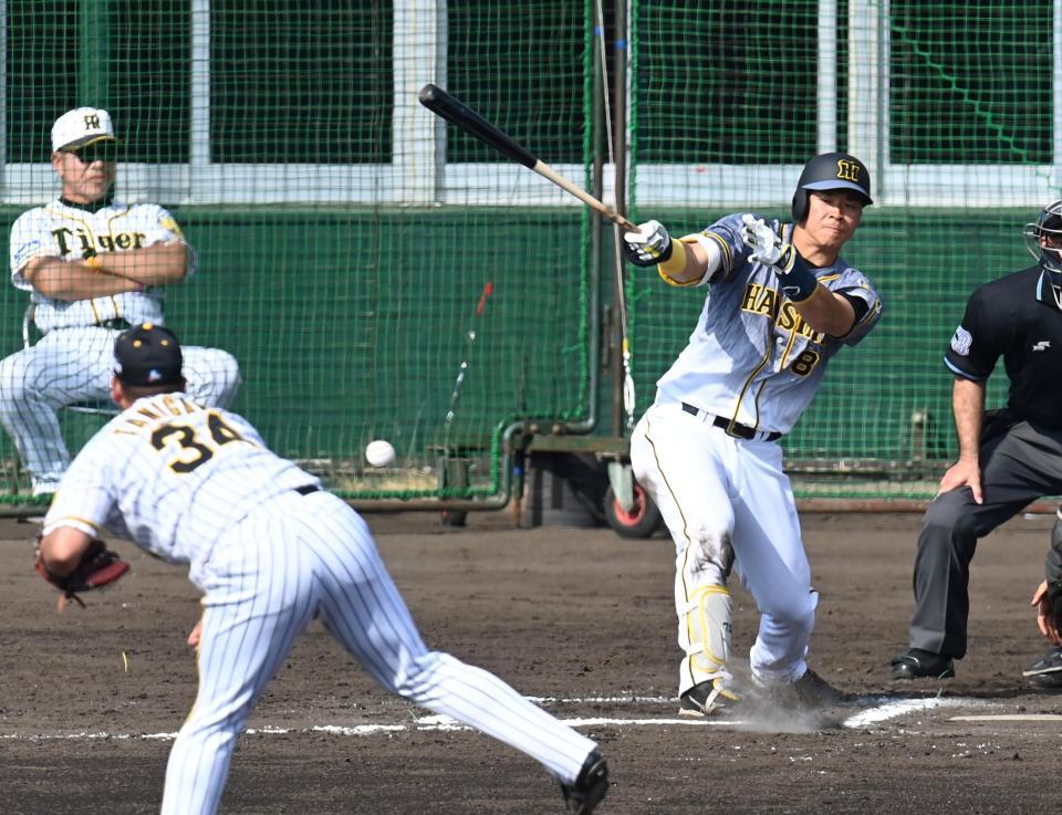 ６回紅組、１死一塁、右前打を放つ阪神・佐藤輝明＝宜野座（撮影・飯室逸平）
