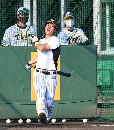 阪神・矢野燿大監督が見守る中、特打に励む阪神・佐藤輝明＝宜野座（撮影・飯室逸平）