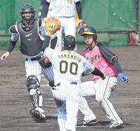 投内連係で挟殺される阪神・井上広大＝宜野座（撮影・飯室逸平）