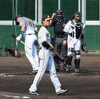紅白戦で佐藤輝明（８）を空振り三振に斬る阪神・藤浪晋太郎＝７日