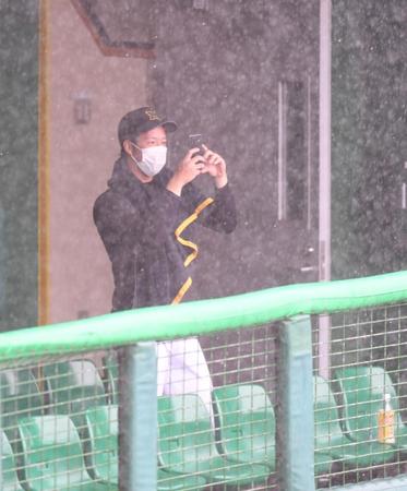 　先発予定の阪神・青柳晃洋は豪雨のグラウンドを写真に収める＝コザしんきんスタジアム（撮影・山口登）
