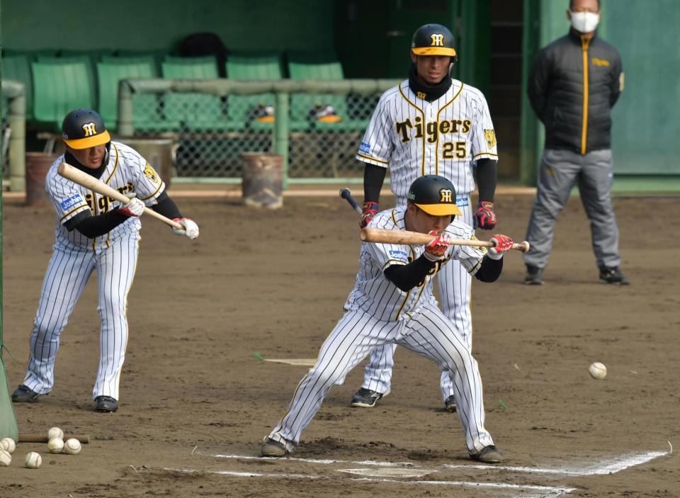 バント練習に取り組む阪神・藤田健斗ら＝安芸市営球場（撮影・神子素慎一）