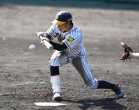 ３回裏阪神無死一塁、遠藤成は捕前に送りバントを決める＝安芸（撮影・佐々木彰尚）