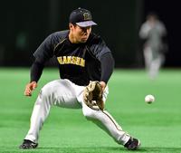 　三塁でノックを受ける阪神・佐藤輝（撮影・田中太一）