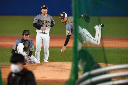 マウンドの感触を確かめる（右から）岩貞、石井大、藤浪（撮影・田中太一）