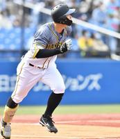 　１回、プロ初本塁打となる２ランを放ち打球の行方を見つめる佐藤輝（撮影・高石航平）