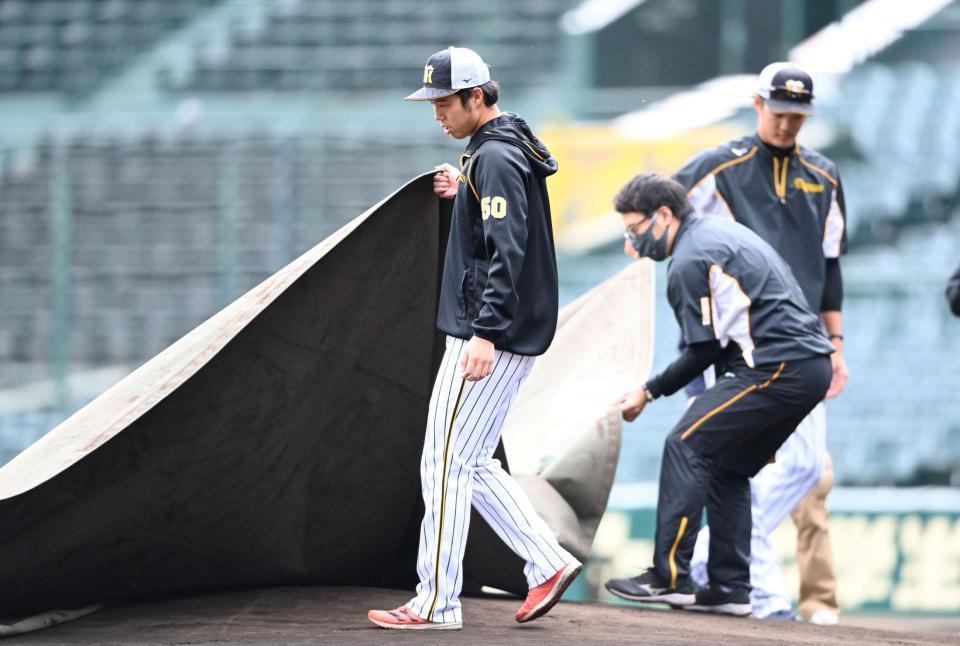 マウンドにシートをかける阪神・青柳晃洋＝甲子園（撮影・飯室逸平）