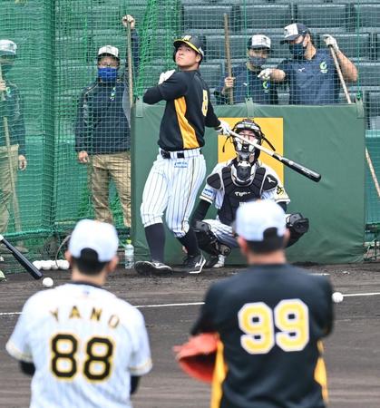 　矢野監督（８８）、井上ヘッド（９９）が見まもる中、打撃練習する佐藤輝（撮影・飯室逸平）