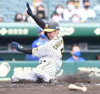 ７回、阪神・大山悠輔の犠飛で阪神・近本光司が同点のホームイン＝甲子園（撮影・飯室逸平）