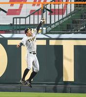 ７回、安部の打球をジャンプして捕球する右翼手・佐藤輝（撮影・北村雅宏）