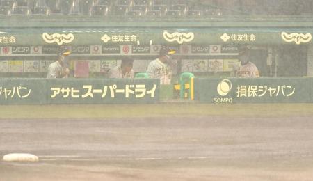 　豪雨となったグラウンドを見つめる矢野監督（右端）＝撮影・吉澤敬太