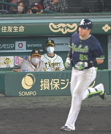 　８回、ヤクルト・村上（右手前）のソロを見つめる矢野監督（中央）＝撮影・高部洋祐