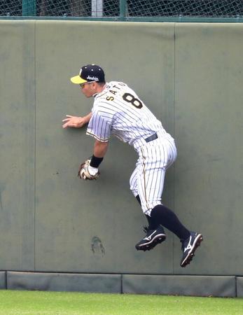 　６回、佐藤輝は岡林の飛球を好捕して勢いでフェンスに激突する（代表撮影）