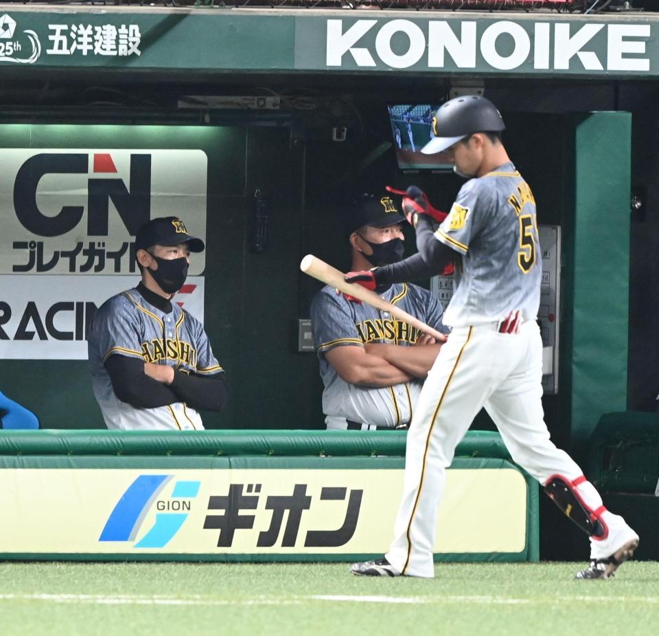 ８回、スリーバントを失敗しベンチに戻る中野（右）を腕組みで見つめる矢野監督（撮影・高石航平）