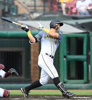 ６回、１６号ソロを放つ佐藤輝（撮影・飯室逸平）