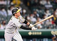 　８回、大山は中飛に倒れる（撮影・山口登）