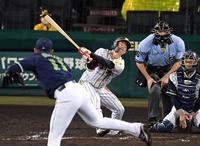 　７回、空振り三振に倒れる阪神・中野（撮影・田中太一）