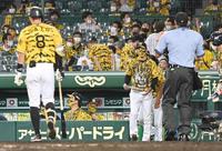 ８回、佐藤輝（８）が空振り三振に倒れ、選手交代のためベンチを出る矢野監督（右）＝甲子園（撮影・飯室逸平）