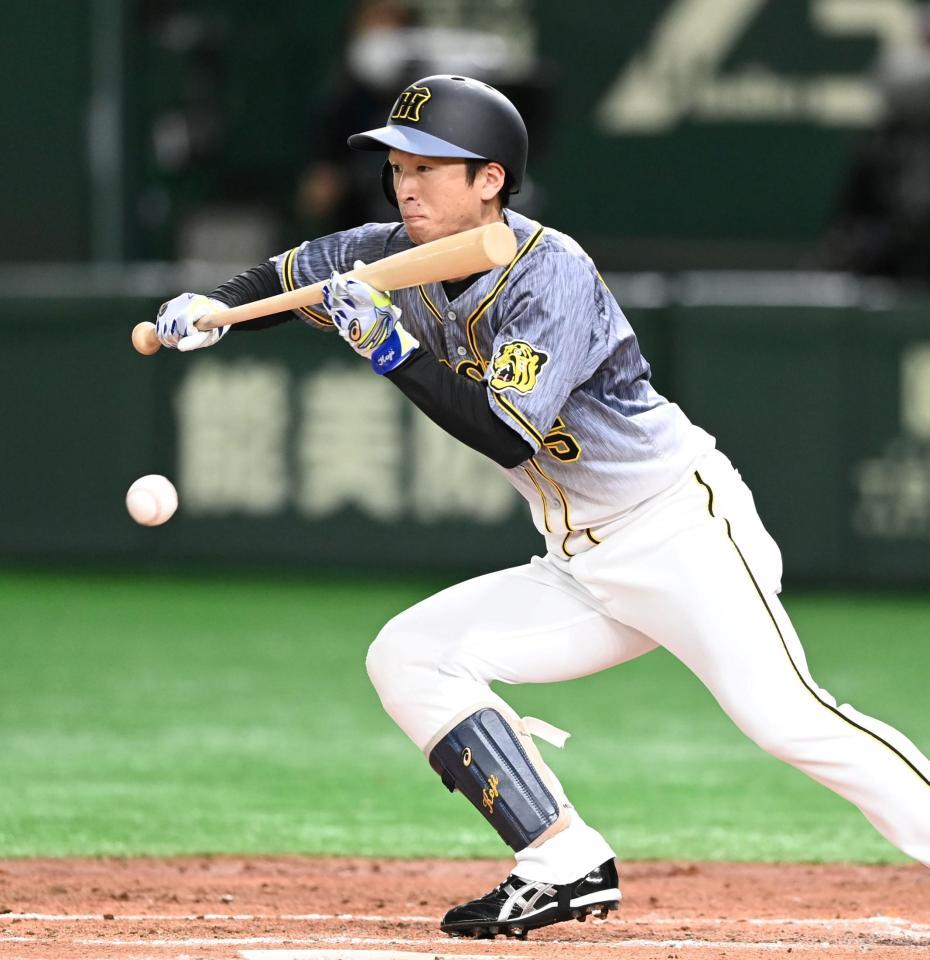 　４回、チーム初安打となるセーフティーバントを決める近本（撮影・飯室逸平）