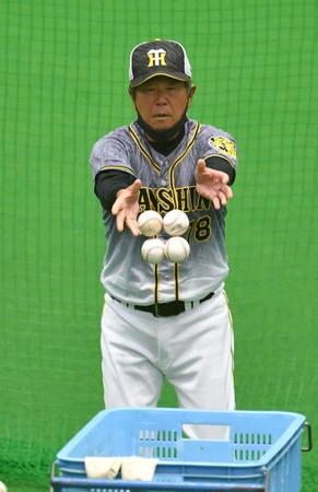 　ボールを片付ける阪神・平田勝男二軍監督（撮影・佐々木彰尚）