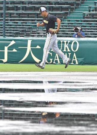 水たまりを横目に外野ノックへ向かう阪神・佐藤輝＝甲子園球場（撮影・吉澤敬太）