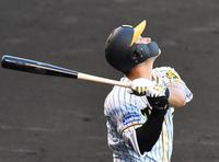 　８回、佐藤輝は二飛に倒れる（撮影・佐々木彰尚）