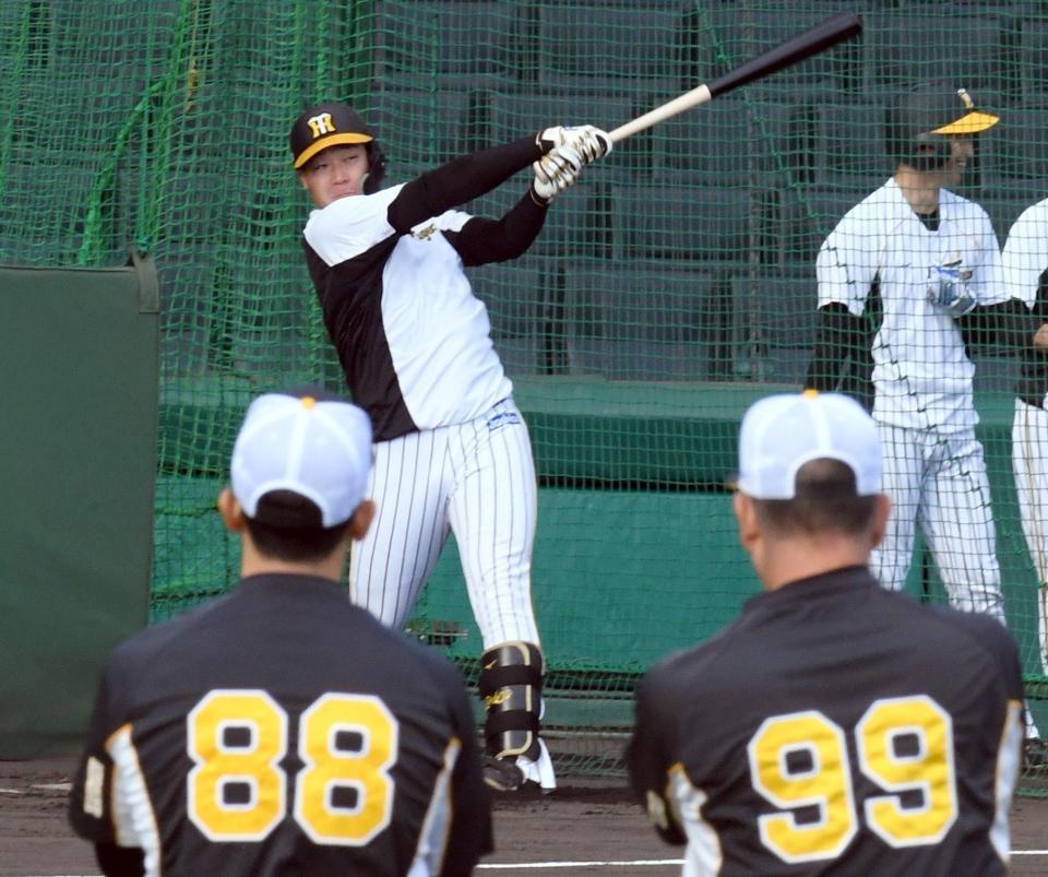 （手前左から）矢野監督と井上一樹コーチが見る中、打撃練習をする大山（撮影・田中太一）