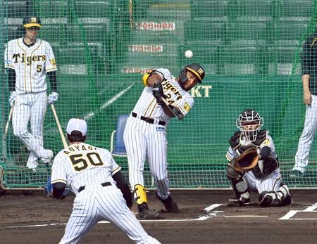 　シート打撃で、青柳（５０）から中越えソロを放つロハス（撮影・山口登）