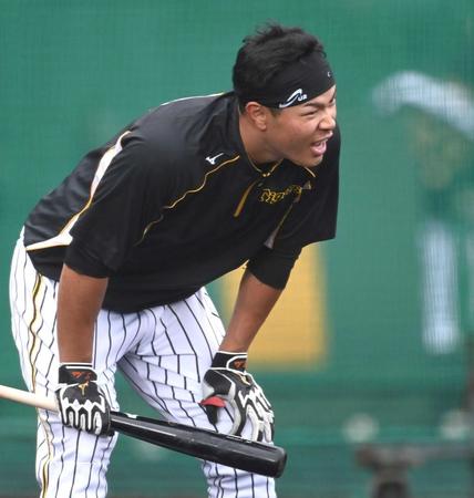 　別メニューで一心不乱にバットを振り込み、膝に手をつく佐藤輝