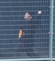 　ブルペンで投球練習する馬場（撮影・山口登）