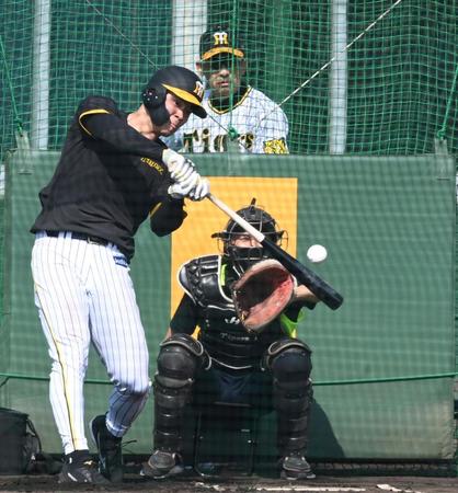 　矢野監督が見守る中、打撃練習する佐藤輝（撮影・飯室逸平）