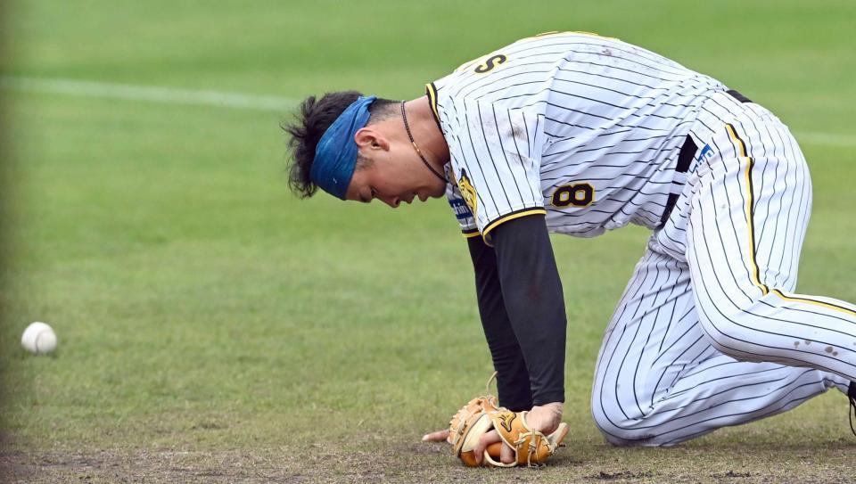 　矢野監督が放つノックのボールに追いつけず倒れ込む佐藤輝