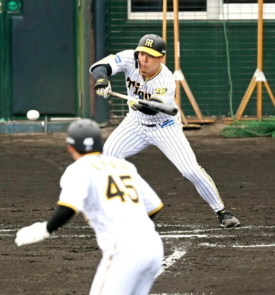 阪神・佐藤輝 バントもあるぞ ４番でも小技！矢野監督Ｖ奪回へ勝負手増やす/阪神タイガース/デイリースポーツ online