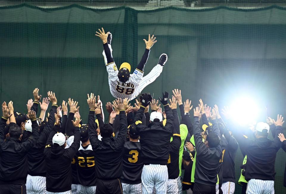 　練習前の円陣でナインから胴上げされる阪神・矢野監督（撮影・山口登）