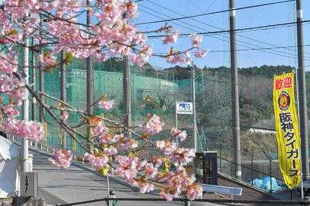 　練習が中止となり、早咲きの桜が咲く中、静まりかえる安芸タイガース球場（撮影・吉澤敬太）
