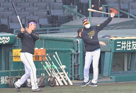 　阪神・佐藤輝（左）と共にバットを振る矢野監督（撮影・高部洋祐）