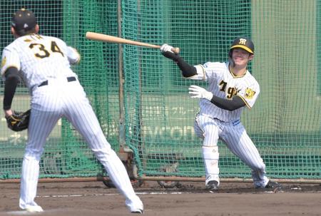 シート打撃で二保から安打性の打球を放つ中野（撮影・北村雅宏）