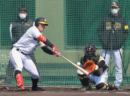 　シート打撃でボールに食らいつく前川。右奥は矢野監督（撮影・北村雅宏）