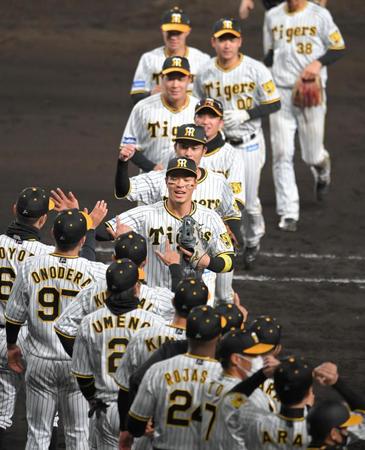 　勝利を喜ぶ佐藤輝（中央）ら阪神ナイン（撮影・高部洋祐）