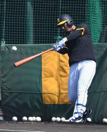 打撃練習する井上（撮影・石井剣太郎）