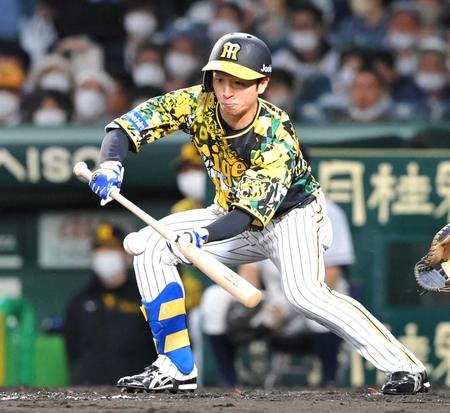 　３回、セーフティバントを決める近本（撮影・高部洋祐）