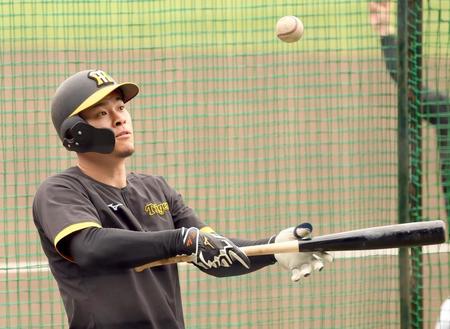 　バント練習をする佐藤輝（撮影・田中太一）