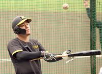 　バント練習をする佐藤輝（撮影・田中太一）