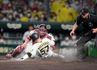 　８回、長坂は近本の左前打で本塁を狙うもアウトになる（撮影・山口登）