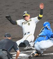 　６回、糸原の適時打で生還する佐藤輝（撮影・高部洋祐）