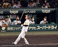 　８回、矢野監督は島田にスクイズをさせるも失敗する（撮影・山口登）